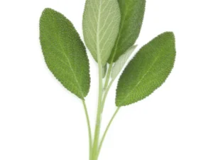Sage Powder
